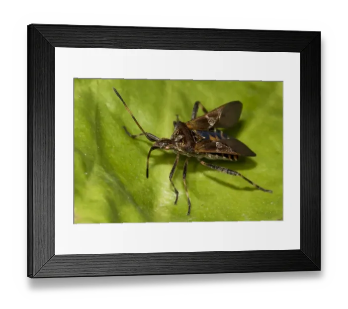 Framed Print : Western Conifer Seedbug (Leptoglossus occidentalis) introduced invasive species, adult, with wing cases opening Framed Print : Western Conifer Seedbug (Leptoglossus occidentalis) introduced invasive species, adult, with wing cases opening