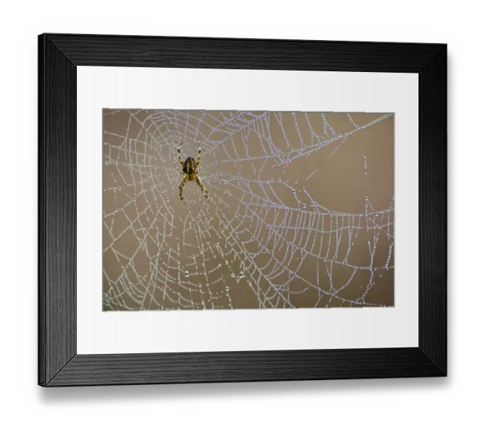 Framed Print : Garden Orb Spider (Araneus diadematus) adult female, in dew covered web, New Forest, Hampshire, England, october Framed Print : Garden Orb Spider (Araneus diadematus) adult female, in dew covered web, New Forest, Hampshire, England, october