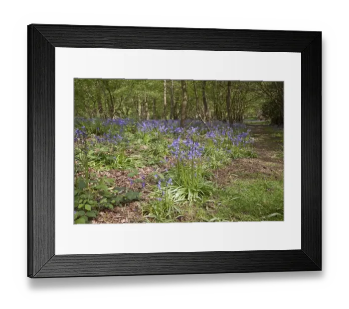 Framed Print : Spring carpet of Bluebells in Calke wood Suffolk