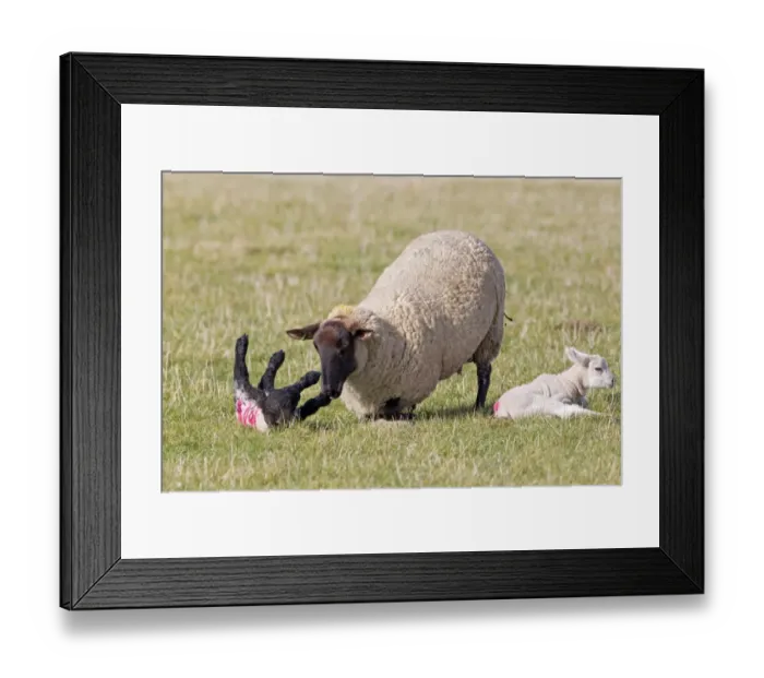 Framed Print : Domestic Sheep, Suffolk mule ewe, knocking over another ewes lamb that has come too close to her own lamb, Suffolk Framed Print : Domestic Sheep, Suffolk mule ewe, knocking over another ewes lamb that has come too close to her own lamb, Suffolk