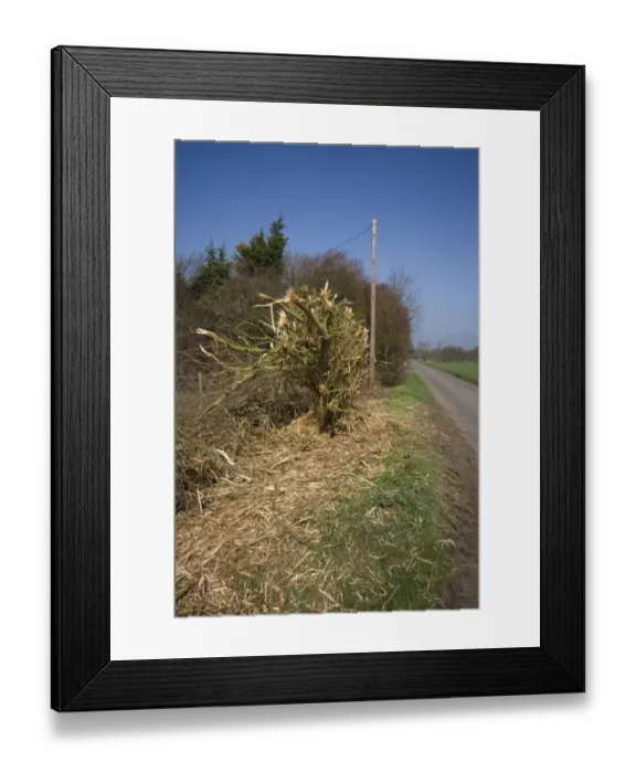 Framed Print : A very badly flailed hedge has done a lot of damage to this important roadside habitat