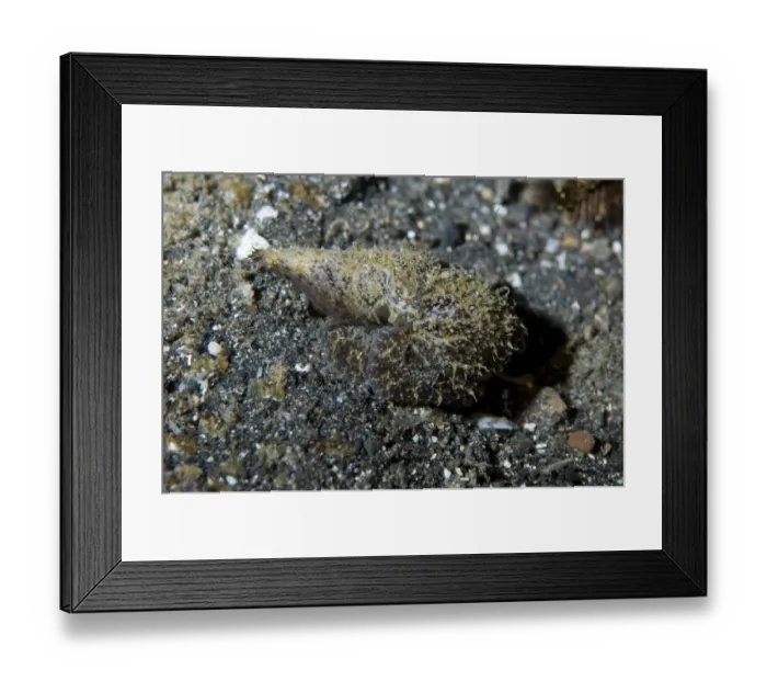 Framed Print : Algae Octopus (Abdopus aculeatus) adult, camouflaged on black sand, Lembeh Island, Sulawesi, Sunda Islands, Indonesia
