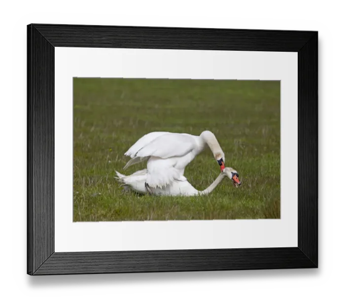 Framed Print : Mute Swan (Cygnus olor) two adult males, fighting, dominant male biting others head, Suffolk, England, april Framed Print : Mute Swan (Cygnus olor) two adult males, fighting, dominant male biting others head, Suffolk, England, april