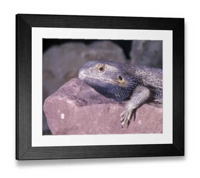 Framed Print : Bearded Dragon (Amphibolurus barbatus) On rock - close-up Framed Print : Bearded Dragon (Amphibolurus barbatus) On rock - close-up