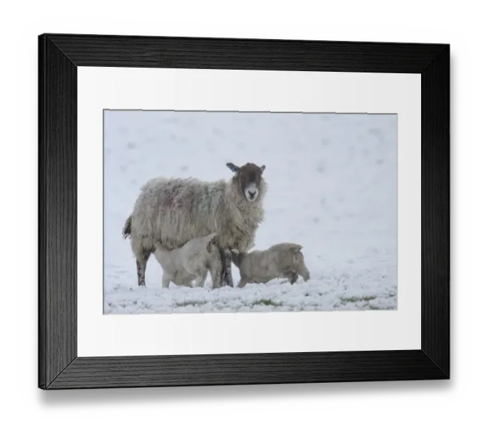 Framed Print : Domestic Sheep, mule ewe with two lambs suckling, in heavy snow, Swaledale, Yorkshire Dales N. P Framed Print : Domestic Sheep, mule ewe with two lambs suckling, in heavy snow, Swaledale, Yorkshire Dales N. P