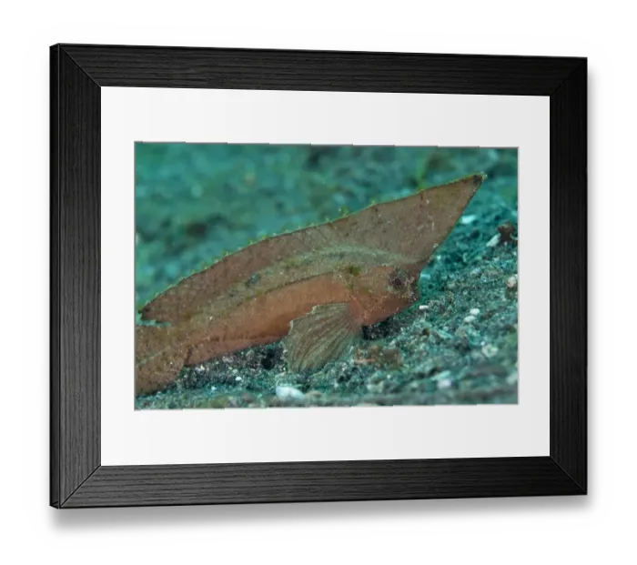 Framed Print : Spiny Waspfish (Ablabys macracanthus) adult, resting on seabed, Lembeh Straits, Sulawesi, Sunda Islands, Indonesia Framed Print : Spiny Waspfish (Ablabys macracanthus) adult, resting on seabed, Lembeh Straits, Sulawesi, Sunda Islands, Indonesia