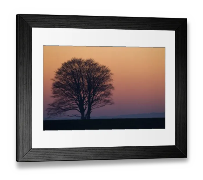 Framed Print : Bare tree silhouetted at sunset, near Chirnside, Berwickshire, Scottish Borders, Scotland, january Framed Print : Bare tree silhouetted at sunset, near Chirnside, Berwickshire, Scottish Borders, Scotland, january