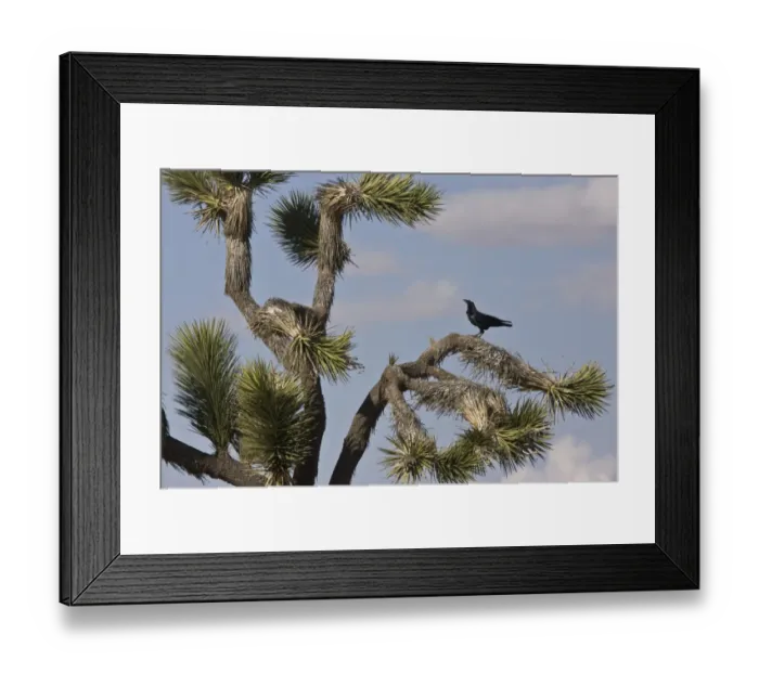 Framed Print : Common Raven (Corvus corax sinuatus) adult, perched in Joshua Tree (Yucca brevifolia), Mojave Desert, California Framed Print : Common Raven (Corvus corax sinuatus) adult, perched in Joshua Tree (Yucca brevifolia), Mojave Desert, California