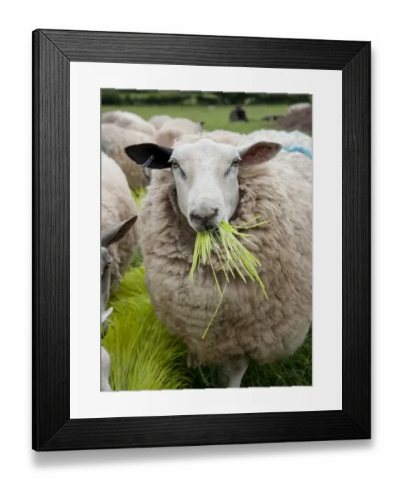 Framed Print : Domestic Sheep, ewes, flock feeding on Barley (Hordeum vulgare) hydroponic growing system crop of sprouted seedlings Framed Print : Domestic Sheep, ewes, flock feeding on Barley (Hordeum vulgare) hydroponic growing system crop of sprouted seedlings