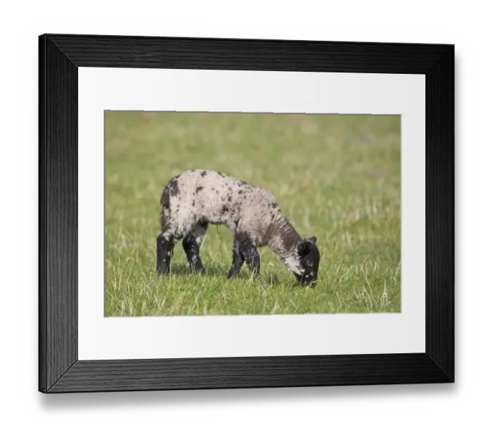 Framed Print : Domestic Sheep, Suffolk mule, lamb, grazing in pasture, Suffolk, England, march Framed Print : Domestic Sheep, Suffolk mule, lamb, grazing in pasture, Suffolk, England, march