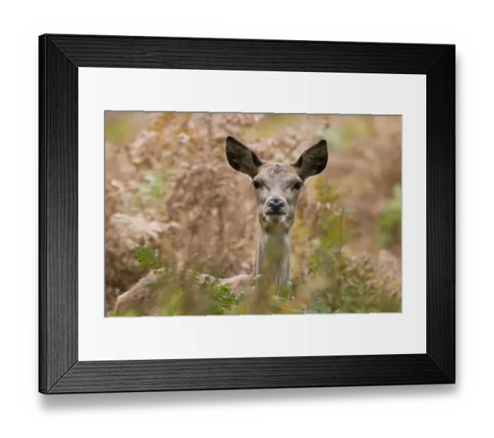Framed Print : Red Deer (Cervus elaphus) hind, standing amongst bracken, Richmond Park, London, England, october Framed Print : Red Deer (Cervus elaphus) hind, standing amongst bracken, Richmond Park, London, England, october