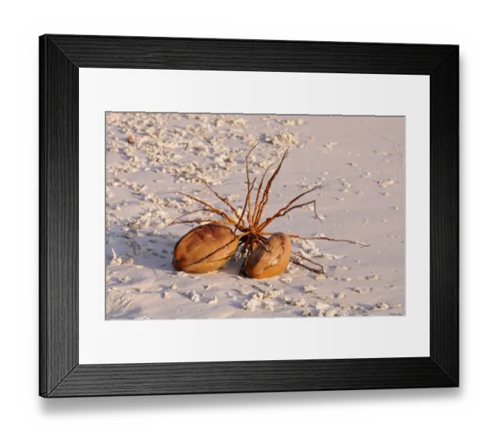 Framed Print : Coconut Palm (Cocos nucifera) fallen fruit on sandy beach, Maldives, march Framed Print : Coconut Palm (Cocos nucifera) fallen fruit on sandy beach, Maldives, march