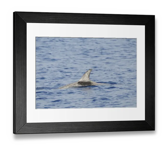 Framed Print : Rissos Dolphin (Grampus griseus) adult, dorsal fin and back of heavily scarred individual, surfacing from water Framed Print : Rissos Dolphin (Grampus griseus) adult, dorsal fin and back of heavily scarred individual, surfacing from water