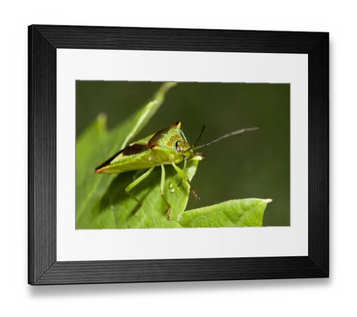 Framed Print : Hawthorn Shieldbug (Acanthosoma haemorrhoidale) adult, resting on leaf in garden, Belvedere, Kent, England, september Framed Print : Hawthorn Shieldbug (Acanthosoma haemorrhoidale) adult, resting on leaf in garden, Belvedere, Kent, England, september