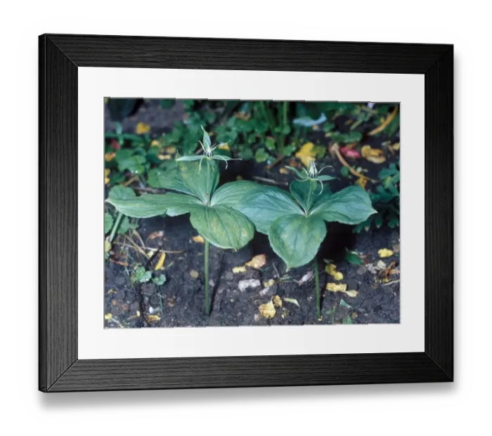 Framed Print : Herb Paris Framed Print : Herb Paris