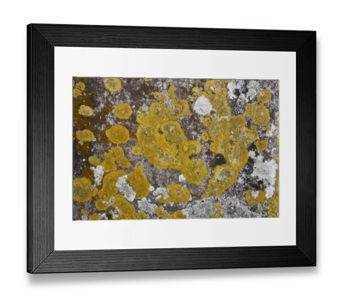 Framed Print : Lichen (Caloplaca flavescens) and other lichen species, growing on old gravestone in churchyard, Stoke Pero Church Framed Print : Lichen (Caloplaca flavescens) and other lichen species, growing on old gravestone in churchyard, Stoke Pero Church