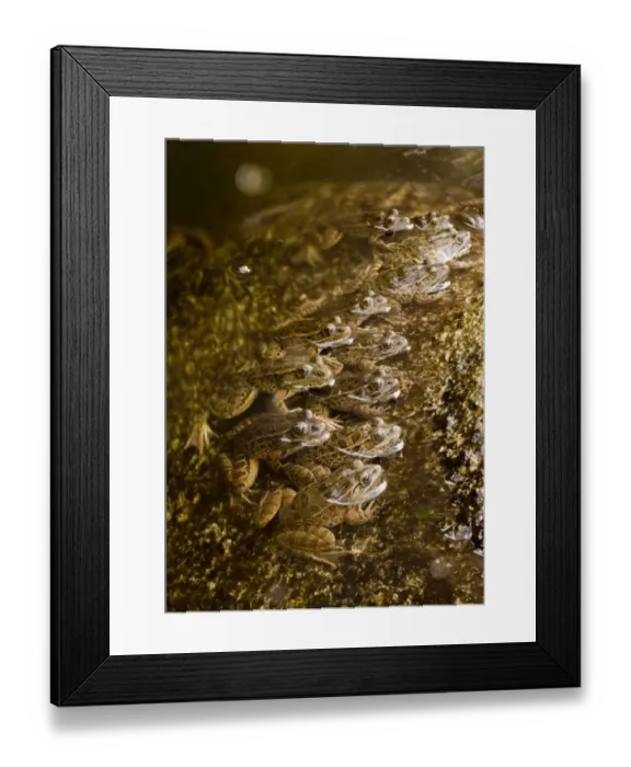 Framed Print : Lowland Leopard Frog (Rana yavapaiensis) adults, group lined up at edge of stream to catch prey, Sonoran Desert Framed Print : Lowland Leopard Frog (Rana yavapaiensis) adults, group lined up at edge of stream to catch prey, Sonoran Desert