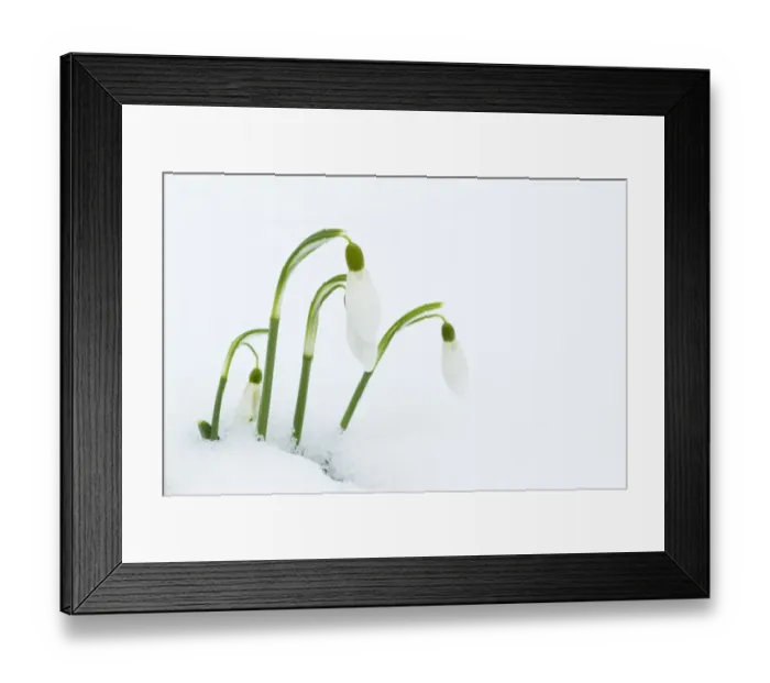 Framed Print : Snowdrop (Galanthus nivalis) flowering, emerging through snow, Essex, England, february Framed Print : Snowdrop (Galanthus nivalis) flowering, emerging through snow, Essex, England, february