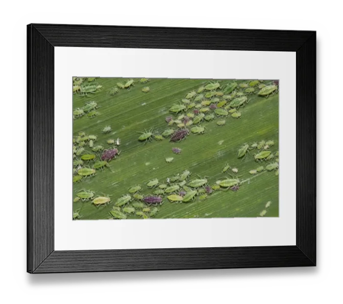 Framed Print : Mealy Plum Aphid (Hyalopterus pruni) red and green phases, various different ages Framed Print : Mealy Plum Aphid (Hyalopterus pruni) red and green phases, various different ages