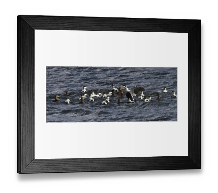 Framed Print : Common Eider ducks, male and female swimming in sea, Jura, Sotland Framed Print : Common Eider ducks, male and female swimming in sea, Jura, Sotland