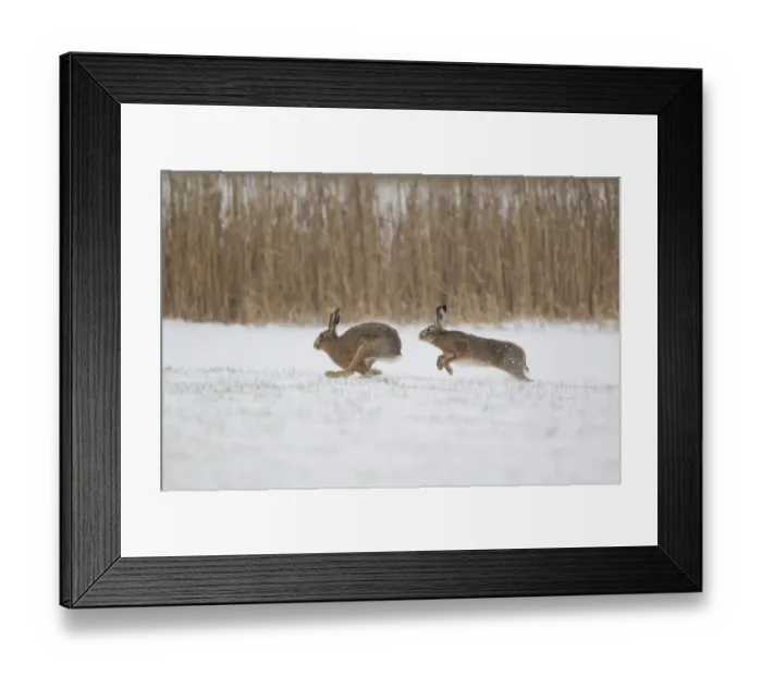 Framed Print : European Hare (Lepus europaeus) adult pair, running, male chasing female in snow covered field, Suffolk, England Framed Print : European Hare (Lepus europaeus) adult pair, running, male chasing female in snow covered field, Suffolk, England