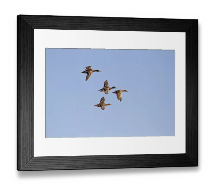 Framed Print : Barnacle Goose (Branta leucopsis) flock, in flight, silhouetted at dawn, Loch Gruinart RSPB Reserve, Islay Framed Print : Barnacle Goose (Branta leucopsis) flock, in flight, silhouetted at dawn, Loch Gruinart RSPB Reserve, Islay