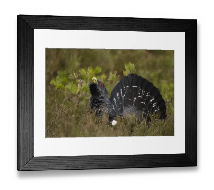 Framed Print : Western Capercaillie (Tetrao urogallus) adult male, rogue displaying in coniferous forest, Cairngorms, Highlands Framed Print : Western Capercaillie (Tetrao urogallus) adult male, rogue displaying in coniferous forest, Cairngorms, Highlands