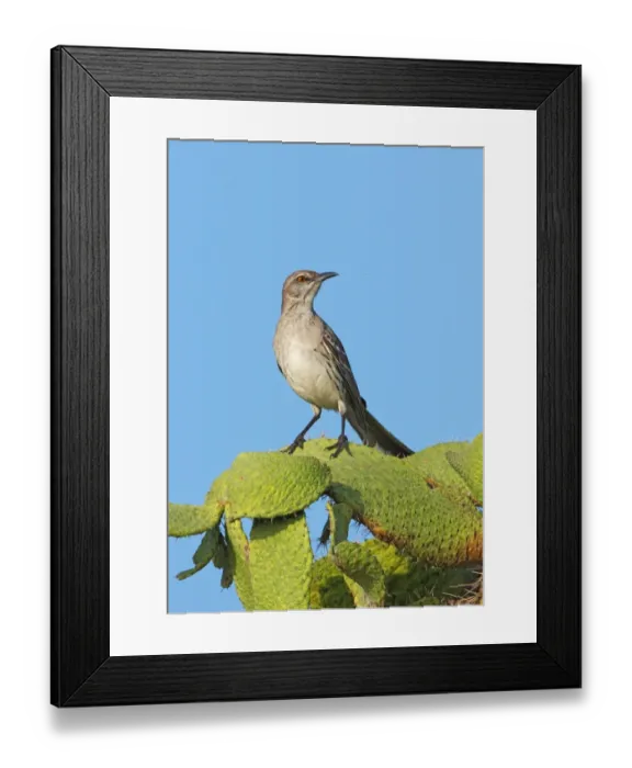 Framed Print : Bahama Mockingbird (Mimus gundlachii hillii) adult, perched on cactus, Hellshire Hills, Jamaica, april Framed Print : Bahama Mockingbird (Mimus gundlachii hillii) adult, perched on cactus, Hellshire Hills, Jamaica, april