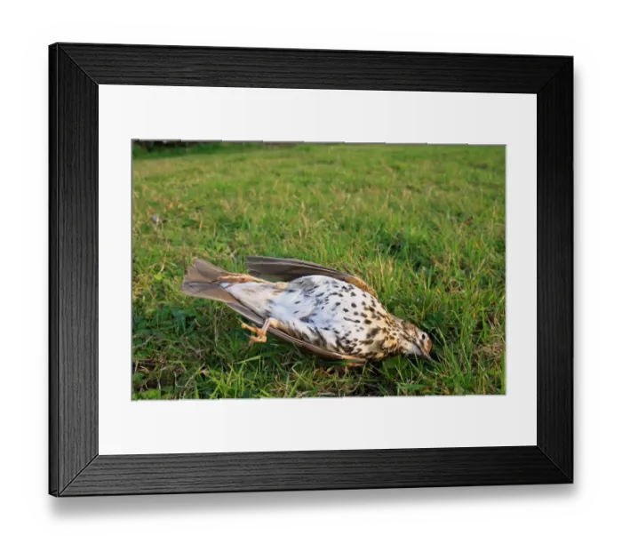 Framed Print : Song Thrush (Turdus philomelos) dead adult, killed by cat on garden lawn, Bacton, Suffolk, England, march