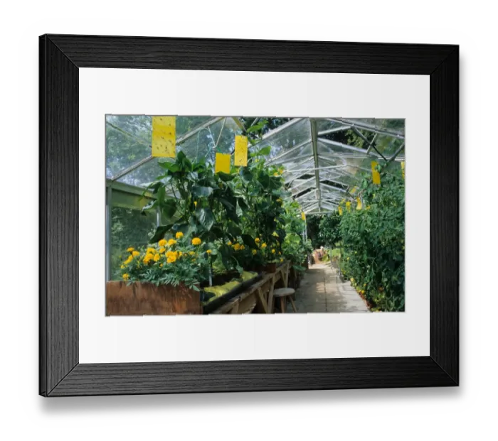 Framed Print : French Marigold (Tagetes patula x erecta) Lemon Drop, flowering, companion planting to discourage aphids in greenhouse Framed Print : French Marigold (Tagetes patula x erecta) Lemon Drop, flowering, companion planting to discourage aphids in greenhouse