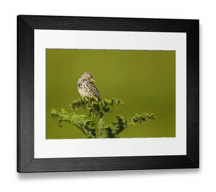 Framed Print : Meadow Pipit (Anthus pratensis) adult, looking inquisitively downwards, perched on bracken, Pembrokeshire, Wales, july Framed Print : Meadow Pipit (Anthus pratensis) adult, looking inquisitively downwards, perched on bracken, Pembrokeshire, Wales, july