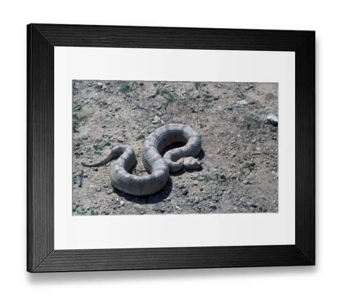 Framed Print : Fields horned viper. Pseudocerastes persicus fieldi is a venomous viper subspecies found in the deserts of the Middle Framed Print : Fields horned viper. Pseudocerastes persicus fieldi is a venomous viper subspecies found in the deserts of the Middle