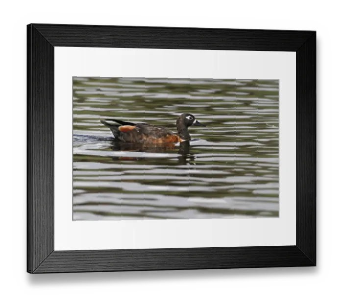 Framed Print : Australian Shelduck (Tadorna tadornoides) adult female, swimming on lake in parkland, Perth, Western Australia Framed Print : Australian Shelduck (Tadorna tadornoides) adult female, swimming on lake in parkland, Perth, Western Australia