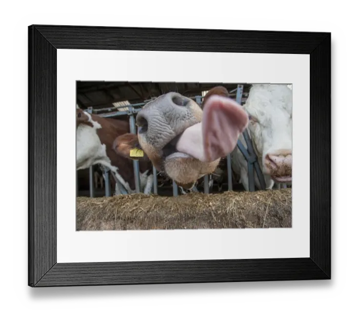 Framed Print : Domestic Cattle, crossbred dairy cow, close-up of head, with tongue out, at feed barrier in shed, Cumbria, England Framed Print : Domestic Cattle, crossbred dairy cow, close-up of head, with tongue out, at feed barrier in shed, Cumbria, England