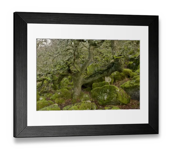 Framed Print : Ancient stunted Common Oak (Quercus sp. ) trees growing amongst moss covered boulders in moorland copse habitat Framed Print : Ancient stunted Common Oak (Quercus sp. ) trees growing amongst moss covered boulders in moorland copse habitat