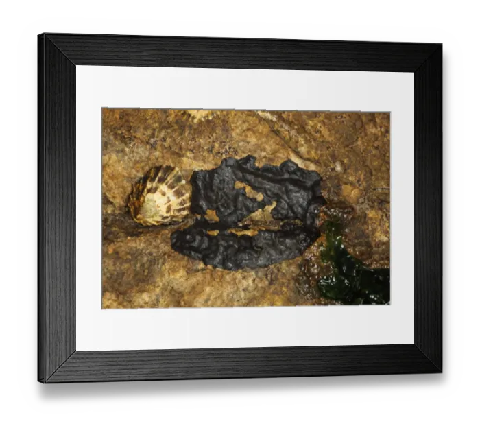 Framed Print : Tar Lichen (Verrucaria mucosa) growing on coastal rock with limpet, Swanage, Dorset, England, april Framed Print : Tar Lichen (Verrucaria mucosa) growing on coastal rock with limpet, Swanage, Dorset, England, april