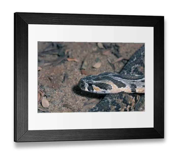 Framed Print : Immature Palestine Viper Framed Print : Immature Palestine Viper