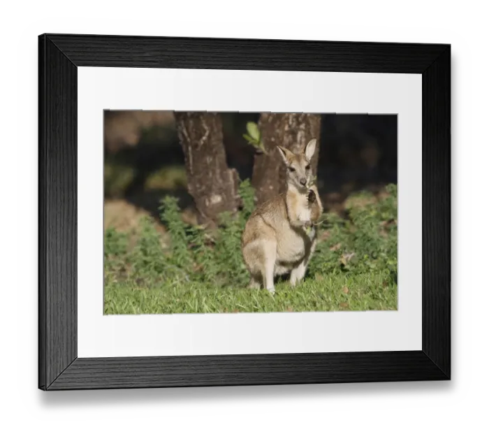 Framed Print : Agile Wallaby (Macropus agilis) adult male, feeding on leaves, Kakadu N. P. Northern Territory, Australia Framed Print : Agile Wallaby (Macropus agilis) adult male, feeding on leaves, Kakadu N. P. Northern Territory, Australia