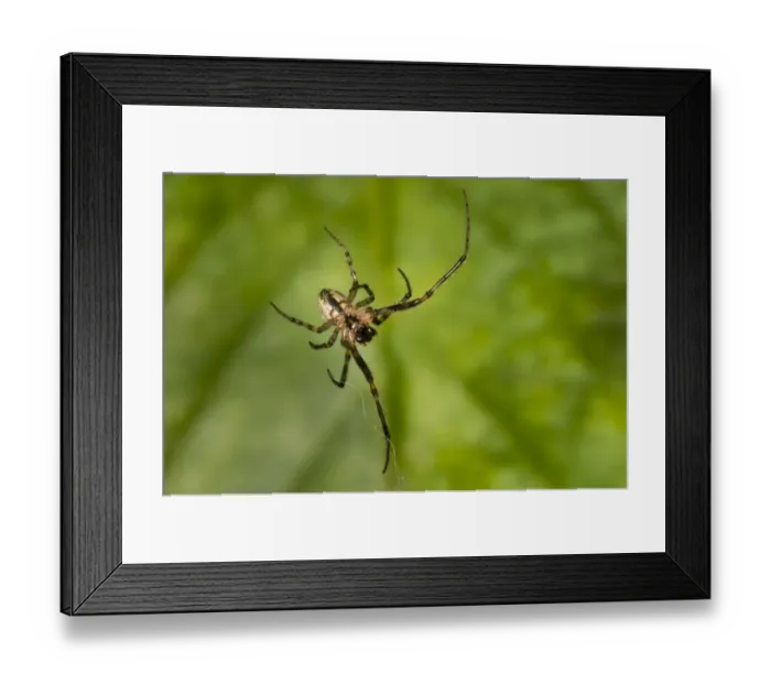 Framed Print : Silver-sided Sector Spider (Zygiella x-notata) adult male, building web in garden, Belvedere, Bexley, Kent, England Framed Print : Silver-sided Sector Spider (Zygiella x-notata) adult male, building web in garden, Belvedere, Bexley, Kent, England