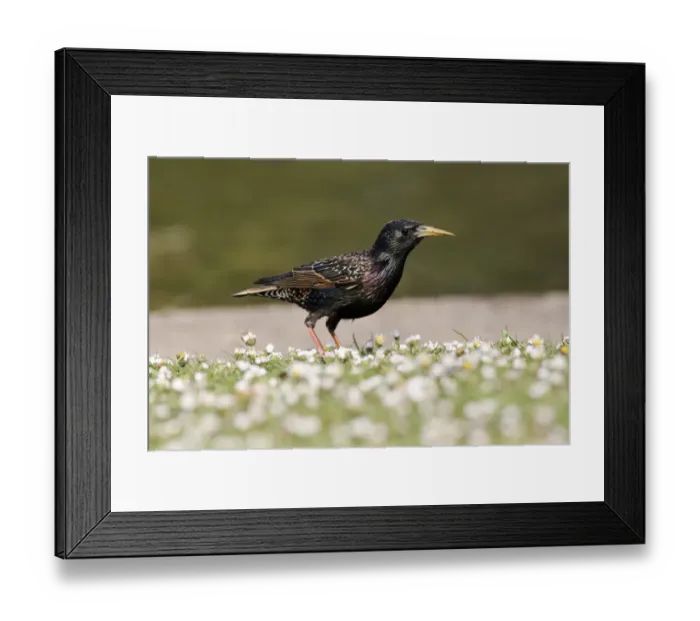 Framed Print : Common Starling (Sturnus vulgaris) adult male, spring plumage, with deformed elongated beak, standing amongst daisies