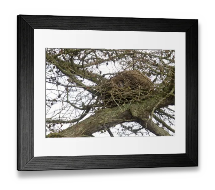 Framed Print : Eastern Grey Squirrel (Sciurus carolinensis) introduced species, adult, yawning, emerging from drey in larch tree