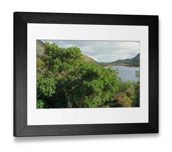 Framed Print : Strawberry Tree (Arbutus unedo) habit, growing beside lough, Killarney, County Kerry, Ireland, september Framed Print : Strawberry Tree (Arbutus unedo) habit, growing beside lough, Killarney, County Kerry, Ireland, september