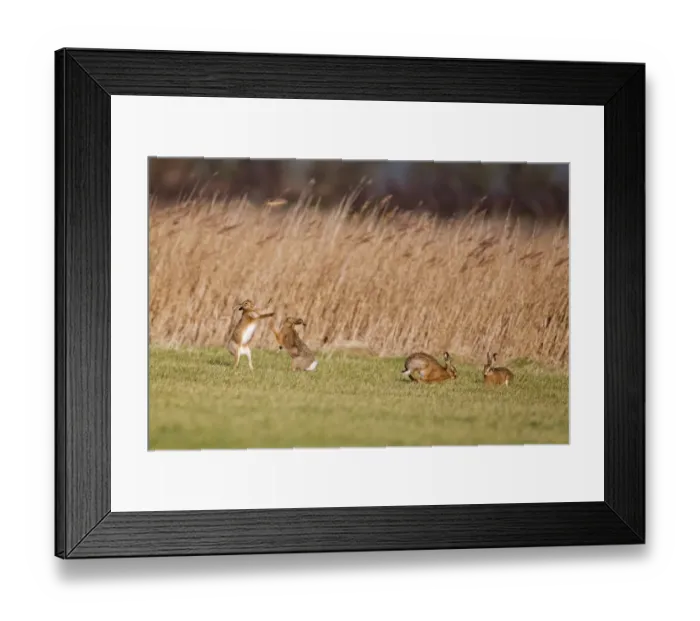 Framed Print : European Hare (Lepus europaeus) four adults, boxing, female fighting off male in field, Suffolk, England, january Framed Print : European Hare (Lepus europaeus) four adults, boxing, female fighting off male in field, Suffolk, England, january