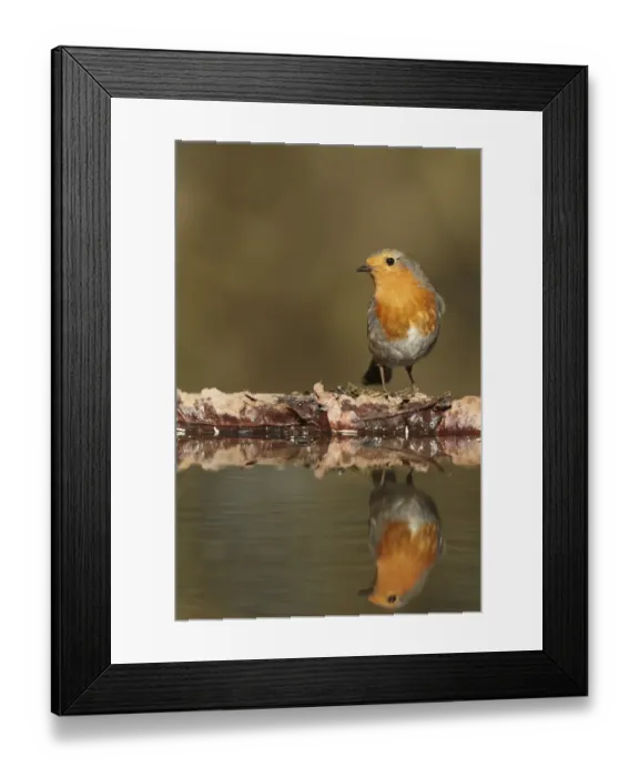 Framed Print : European Robin (Erithacus rubecula) adult, with reflection in woodland pool, South Yorkshire, England, march Framed Print : European Robin (Erithacus rubecula) adult, with reflection in woodland pool, South Yorkshire, England, march