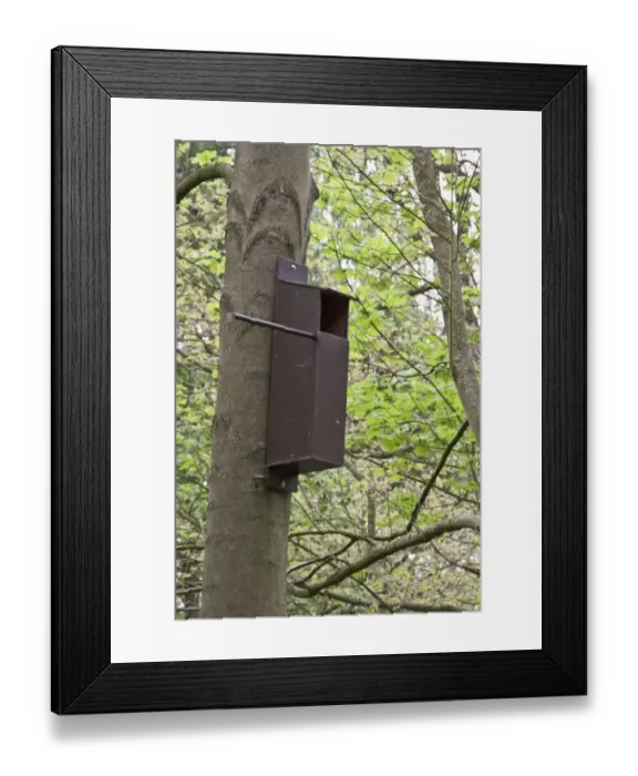 Framed Print : A bird nesting box in woodland setting, most suitable for birds of prey like owls or Kestrels Framed Print : A bird nesting box in woodland setting, most suitable for birds of prey like owls or Kestrels