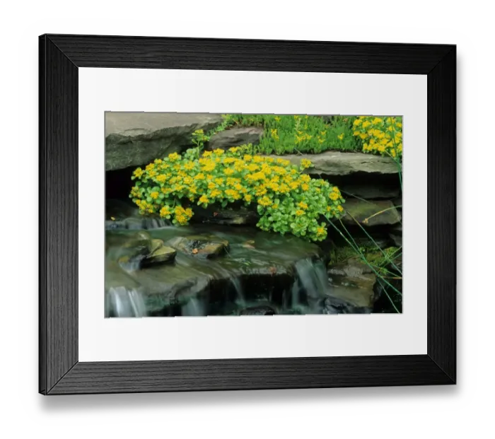 Framed Print : Kamchatka Stonecrop (Sedum kamtschaticum) flowering, growing beside cascade water feature in garden, U. S. A Framed Print : Kamchatka Stonecrop (Sedum kamtschaticum) flowering, growing beside cascade water feature in garden, U. S. A