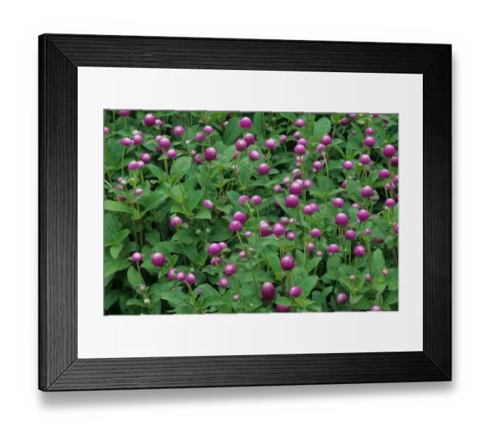 Framed Print : Globe Amaranth (Gomphrena globosa) Bicolor Rose, flowering, in garden, U. S. A