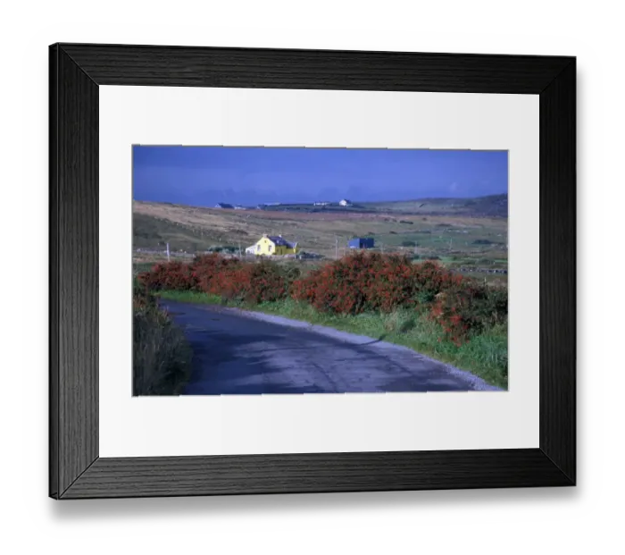 Framed Print : Fuchsia (Uchsia magellanica) Hedgerow - Co Galway, Ireland Framed Print : Fuchsia (Uchsia magellanica) Hedgerow - Co Galway, Ireland