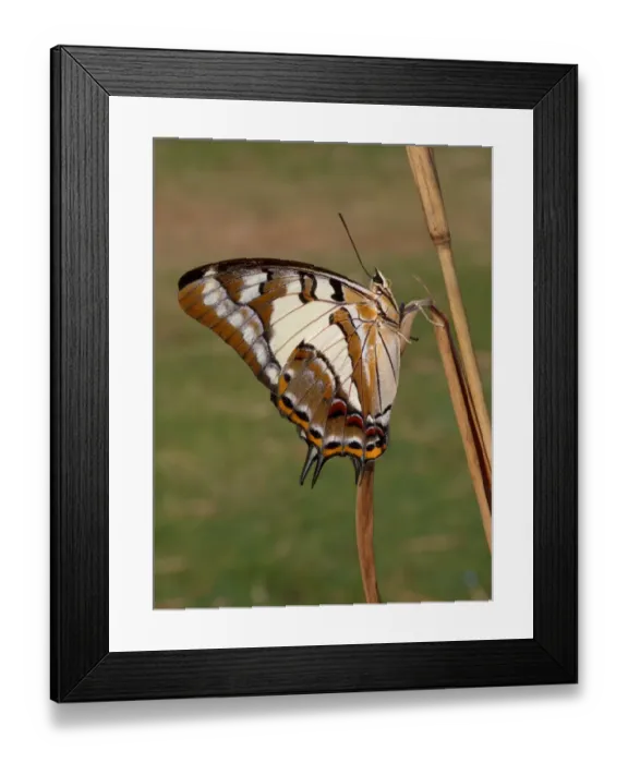 Framed Print : Tailed Emperor (Polyura pyrrhus) adult, underside, resting on dry grass stem, Western Australia, Australia Framed Print : Tailed Emperor (Polyura pyrrhus) adult, underside, resting on dry grass stem, Western Australia, Australia