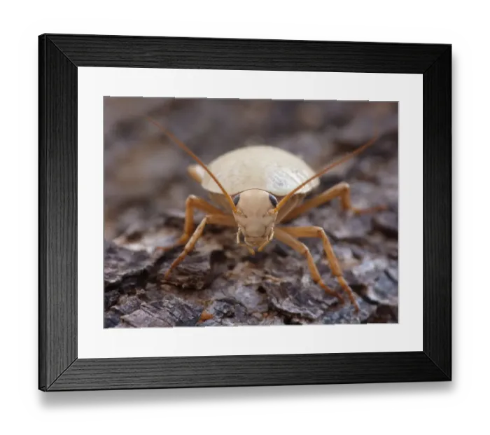 Framed Print : Bush Cockroach (Ellipsidion humerale) adult, climbing on tree trunk, Western Australia, Australia Framed Print : Bush Cockroach (Ellipsidion humerale) adult, climbing on tree trunk, Western Australia, Australia